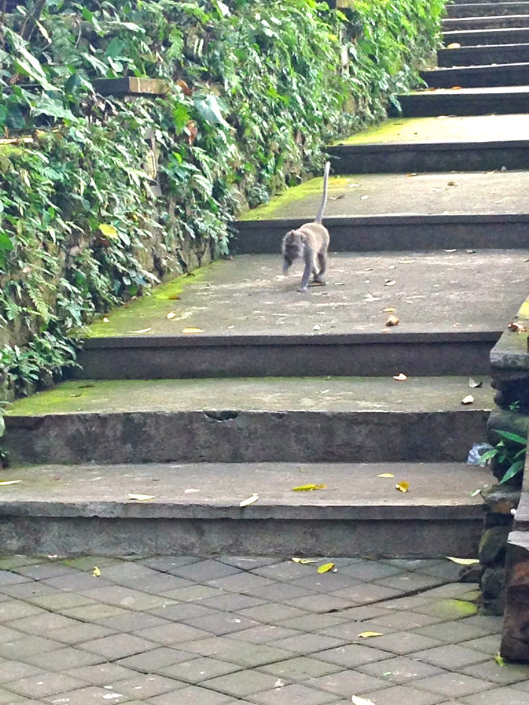 Monkey Forest. Ubud, Indonesia