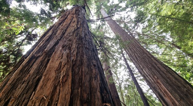 Lessons from the Redwoods